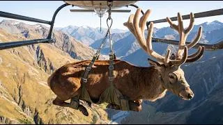 Thumbnail: How Millions of Deer Are Processed — Amazing Deer Farming For Velvet & Antler