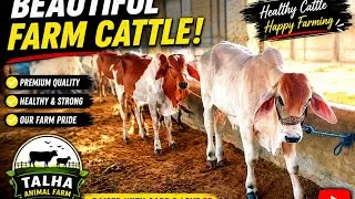 Thumbnail: #animal #animal#short