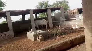 Thumbnail: The Beauty of Village Farm Life | Talha Animal Farm | Healthy Goats & Cows 🐄 #animal#animal