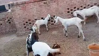 Thumbnail: Amazing Goats at My Farm 🐐 | Goat Farming Life in Pakistan #virol#farm