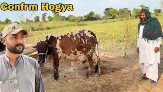 Thumbnail: Gaon Ke Maahir Buzurg Ne Bataya: Hamari Gayen Kab Degi Bacha?