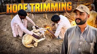 Thumbnail: Aaj Bhedon, Bakriyon Aur Tamam Maal Maweshi Ke Nail Cutting Karva Di 