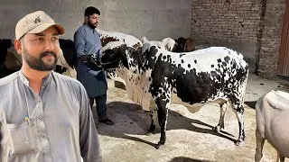 Thumbnail: Bahut Talash Ke Baad Finally Mil Gayi Shandar Cow
