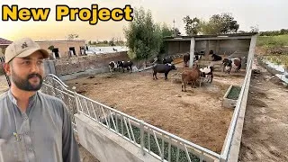 Thumbnail: 🏡 Cows ke liye jadeed farm ka khwab, haqeeqat banne wala hai!