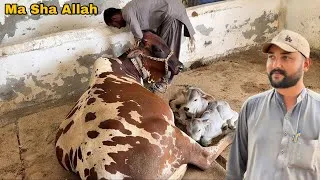 Thumbnail: Kya Gaaye Do American Grey Brahman Bache Degi? 🚨🐮