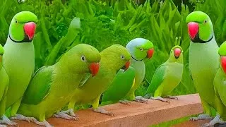 Thumbnail: Green Parrot Talking |Parrot sound |Amazing parrot talking |Tote Ki Awaaz |American Parrot Talking 
