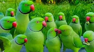 Thumbnail: Amazing parrot talking videos | Parrot sound | Parrot Talking Videos | Tanishu Singh Miniature 