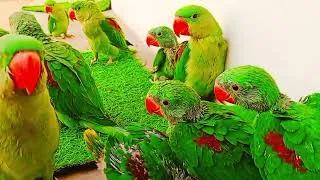 Thumbnail: Green parrot talking videos | Parrot sound | Tanishu Singh Miniature 