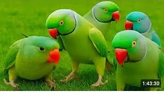 Thumbnail: Amazing parrot talking | Green parrot talking | Tote Ki Awaaz | Mitthu Ki Awaaz | #parrotlover 
