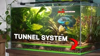 Thumbnail: My Angry Fish Gets His Own Ecosystem (150 day story)