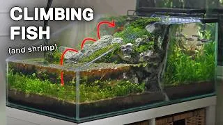 Thumbnail: Making a Waterfall for My Climbing Fish (Two-Sided Ecosystem)