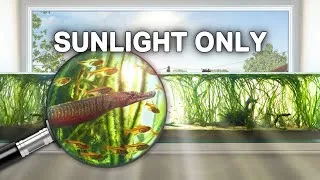 Thumbnail: Making a Sunlight-Powered Aquarium (With No Filter)