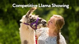 Thumbnail: Llama Nation: A Documentary Film