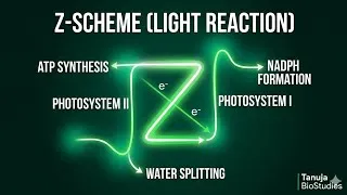 Thumbnail: Photosynthesis like never before
