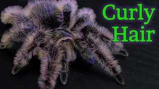 Thumbnail: Fast Facts: Curly Hair Tarantula - Tliltocatl albopilosus