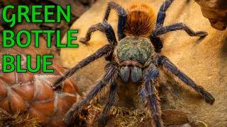Thumbnail: FAST FACTS: Green Bottle Blue Tarantula - Chromatopelma cyaneopubescens