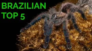 Thumbnail: Top 5 Brazilian Tarantulas
