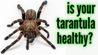 Thumbnail: 7 Signs Your Tarantula Is Healthy
