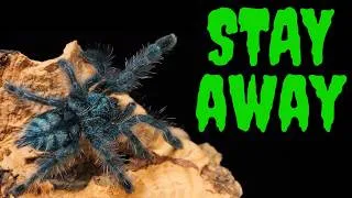 Thumbnail: Top 5 WORST Beginner Tarantulas! AVOID AT ALL COSTS