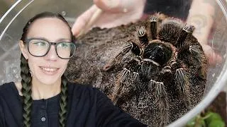 Thumbnail: HUGEEE Salmon Pink Bird Eater Tarantula Rehouse/Enclosure Build for a Zoo!!