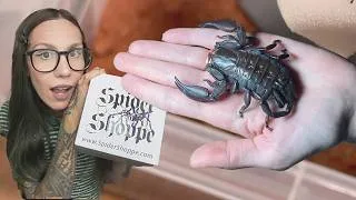 Thumbnail: Unboxing the LARGEST SCORPION from AFRICA! 