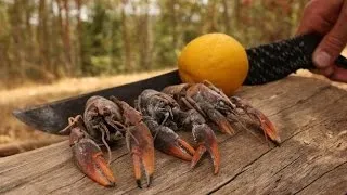 Thumbnail: Freshwater YABBIES - Catch n Cook | TDB