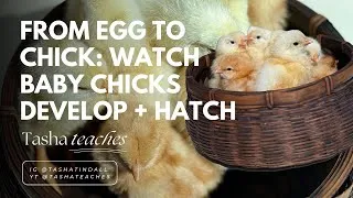 Thumbnail: From Egg to Chick: Watch Baby Chicks Develop + Hatch! | Great for Kids & Families