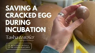 Thumbnail: Saving a Cracked Egg During Incubation with 100% Beeswax | DIY Fix for Hatching Success