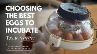Thumbnail: How to Choose the BEST Fertilized Chicken Eggs for Incubation | Size, Shape, Shell & More!