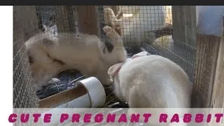 Thumbnail: how to tell If your rabbit is pregnant 