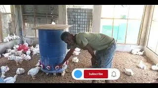 Thumbnail: huge chicken feed pan holds 6 bags of feed