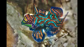 Thumbnail: most beautiful fish in the world
