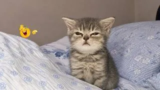 Thumbnail: Impossible Not to Laugh 🤣😹 Funniest Cat Clips 2026