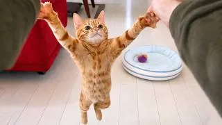 Thumbnail: Impossible Not to Laugh 🤣😹 Funniest Cat Clips 2026