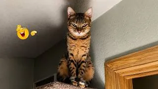 Thumbnail: Try Not To Laugh 😂😹 Hilarious Cat Moments You Can’t Miss