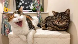 Thumbnail: Impossible Not to Laugh 🤣😹 Funniest Cat Clips 2026