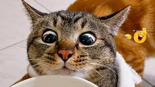 Thumbnail: Impossible Not to Laugh 🤣😹 Funniest Cat Clips 2026