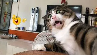 Thumbnail: Impossible Not to Laugh 🤣😹 Funniest Cat Clips 2026