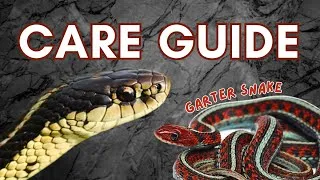Thumbnail: Ultimate Garter Snake Care Guide: is this the BEST snake for beginners?
