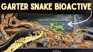 Thumbnail: How to Build the Ultimate Bioactive Garter Snake Enclosure - step by step guide 🐍🌿