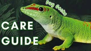 Thumbnail: Ultimate Madagascar Giant Day Gecko Care Guide: Housing, Feeding, & Expert Tips!