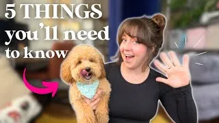 Thumbnail: The First 5 Things to Teach a New Puppy Their First Week Home