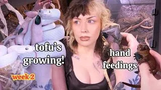 Thumbnail: Tofu's Growing!!! | Daily Routine With All My Animals