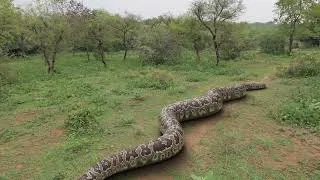 Thumbnail: Biggest Anaconda Ever Found | In Real Life | Top 4 Parts