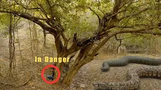 Thumbnail: REAL LIFE ANACONDA ATTACK! Could You Survive This? 🐍🌲