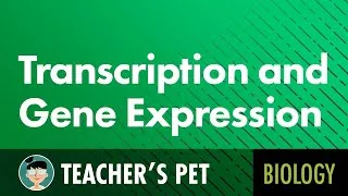 Thumbnail: Transcription and Gene Expression