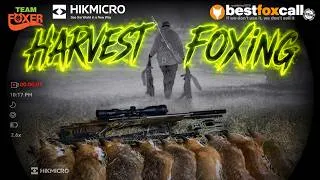 Thumbnail: Harvest Foxing with the HIKMICRO Stellar SX60LS