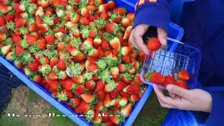 Thumbnail: Who is the supplier of fresh strawberries??