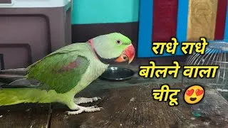 Thumbnail: Parrot talking radhe radhe || radhe radhe bolne wala tota || mitthu radhe radhe || राधे राधे बोलूंगा
