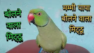 Thumbnail: Parrot talking mummy mithu ko roti do🥰mummy papa bolane wala Tota😍parrot talking new video😱ringneck🦜